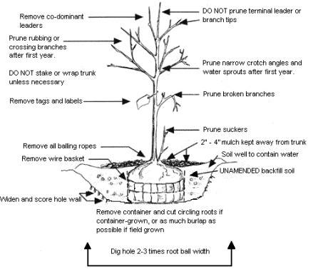 City of Ballwin - Tree Planting Tips